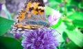 A beautiful brown butterfly is played on the purple flowers of an onion on a warm summer day_9_. Macro face.